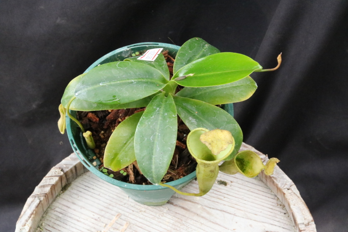 N.campanulata BE-3044 4号【食虫植物 ネペンテス】 HIPS 13-02321の