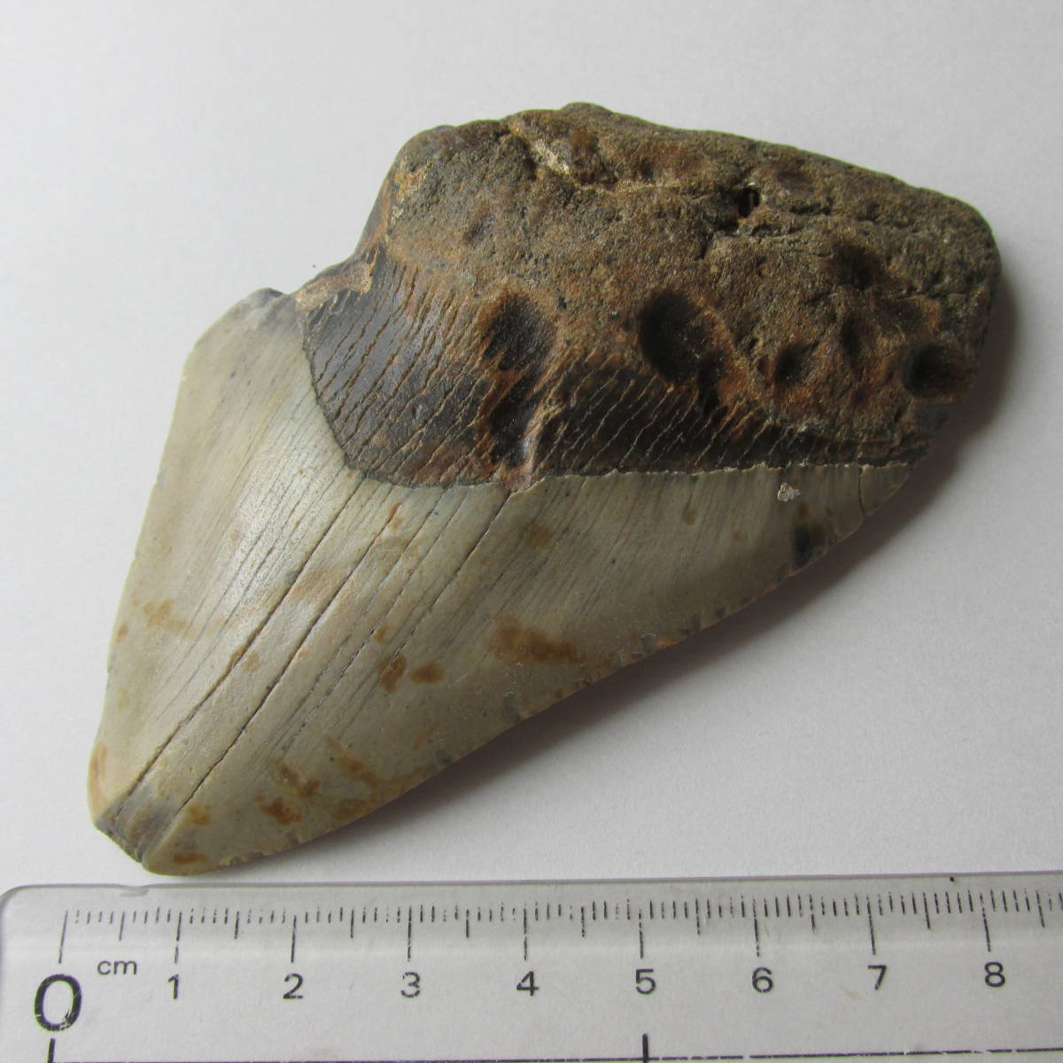 化石メガロドンの歯 Megalodon Shark Tooth 不完全品 119g Usa の落札情報詳細 ヤフオク落札価格情報 オークフリー スマートフォン版