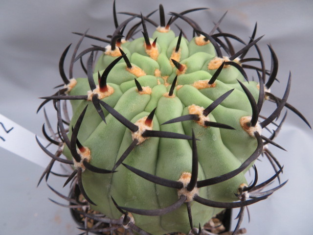 新品】◎エリオシケ 極光丸変種 サボテン多肉植物の落札情報詳細