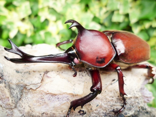 ★　レッドアイカブトＲＲ（Ｑ）Ｈ　成虫１ペア　♂７５ｍｍ×♀４7ｍｍ　★ Yahoo!オークション -「レッドアイカブトムシ」の落札相場・落札価格