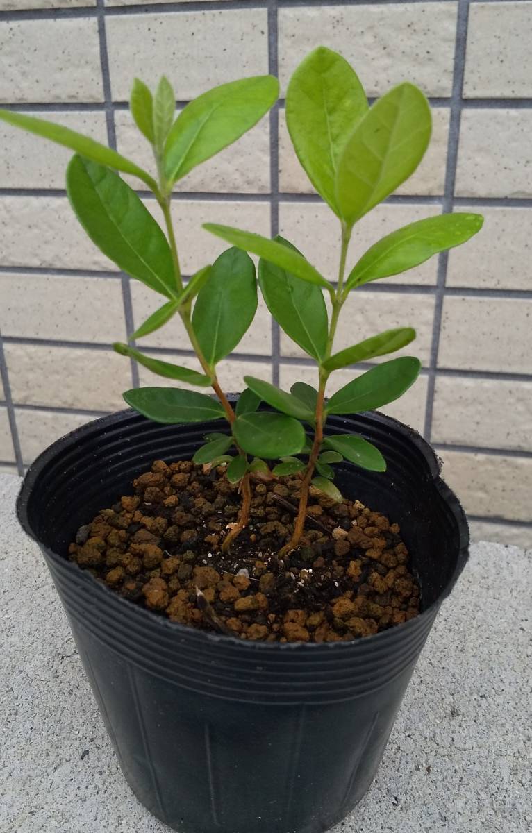 フェイジョア アポロ の苗木 2本セット の落札情報詳細 ヤフオク落札価格情報 オークフリー スマートフォン版