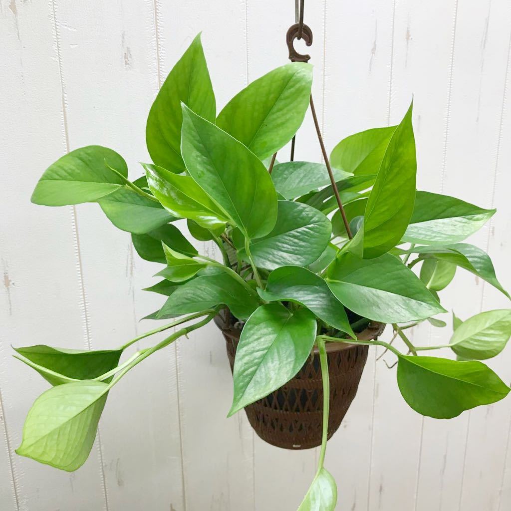 浅岡園芸さんオリジナル品種 ポトス パーフェクトグリーン 5号 吊り鉢 の落札情報詳細 ヤフオク落札価格情報 オークフリー スマートフォン版