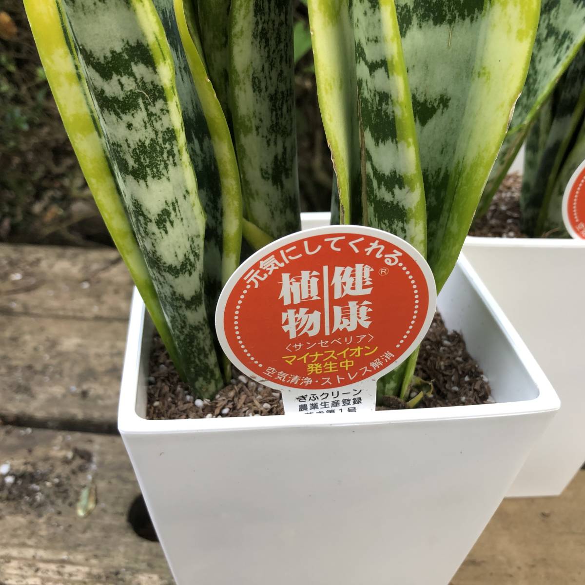 新品 お部屋を快適の空間に マイナスイオン発生中 サンスベリア 4 5号鉢 ２点セット の落札情報詳細 ヤフオク落札価格情報 オークフリー スマートフォン版