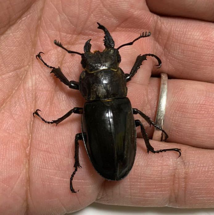 ミヤマクワガタ 雄雌同体？モザイク？ 希少？北海道 道央