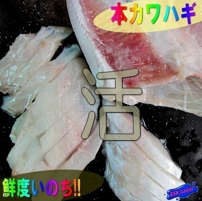 新品 生肝絶品 活ウマズラハギ1kg お刺身用 フグにも劣らぬ美味 の落札情報詳細 ヤフオク落札価格情報 オークフリー スマートフォン版
