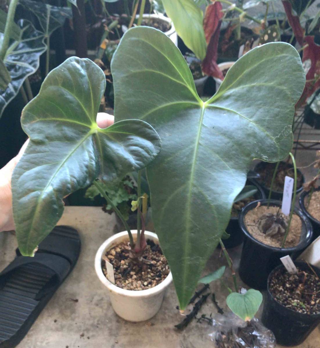 ① アンスリウム　マクロロバム　激レア Anthurium macrolobum アンスリウム マクロロバム 抜き苗対応可【原種