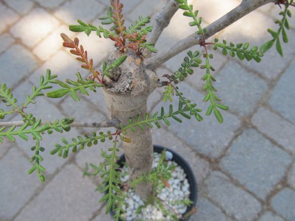 オペルクリカリア　ヒルスティッシマ　タンク3個 operculicarya hirsutissima オペルクリカリア ヒルスティッシマ 02