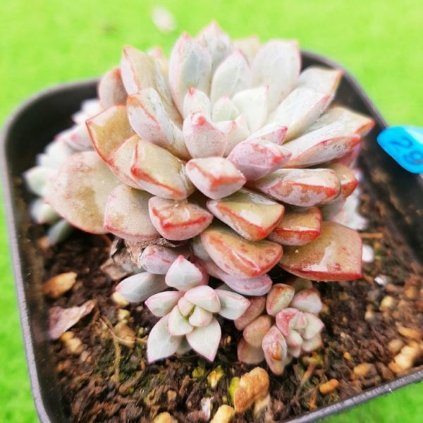 多肉植物　アモエナ　②　韓国苗 多肉植物 アモエナ ② 韓国苗 【公式通販】