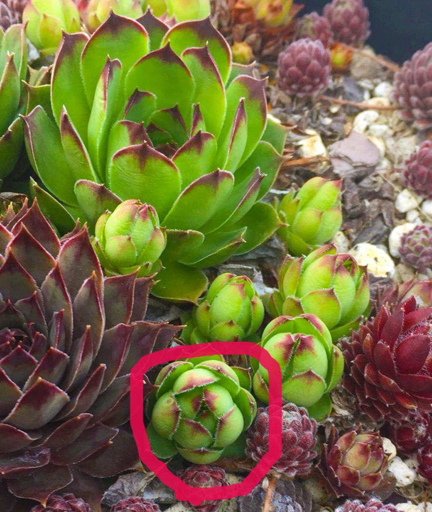 センペルビウム 不明種 ひとつ 多肉植物 寄せ植え サボテン センペル センペルビブム の落札情報詳細 ヤフオク落札価格情報 オークフリー スマートフォン版