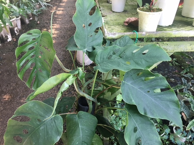 新品 ｋｎ モンステラ ホウライショウ属 ドゥビア Monstera Dubia 1 2ｍ以下 の落札情報詳細 ヤフオク落札価格情報 オークフリー スマートフォン版