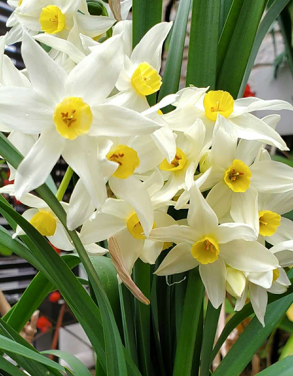 新品 スイセン 球根 3種類 6個 グランドモナーク 日本水仙 房咲き八重 ガーデニング の落札情報詳細 ヤフオク落札価格情報 オークフリー スマートフォン版