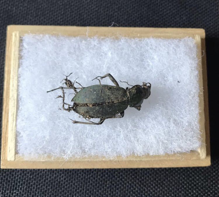 冬虫夏草等の標本