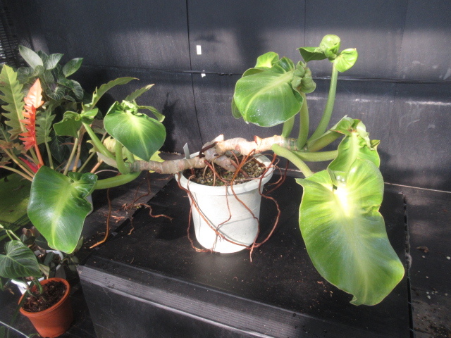 新品 ｋｎ フィロデンドロン ルゴーサム マハーラージャ Philodendron Rugosum Maharaja 1 2ｍ以下 の落札情報詳細 ヤフオク落札価格情報 オークフリー スマートフォン版