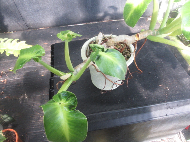 新品 ｋｎ フィロデンドロン ルゴーサム マハーラージャ Philodendron Rugosum Maharaja 1 2ｍ以下 の落札情報詳細 ヤフオク落札価格情報 オークフリー スマートフォン版