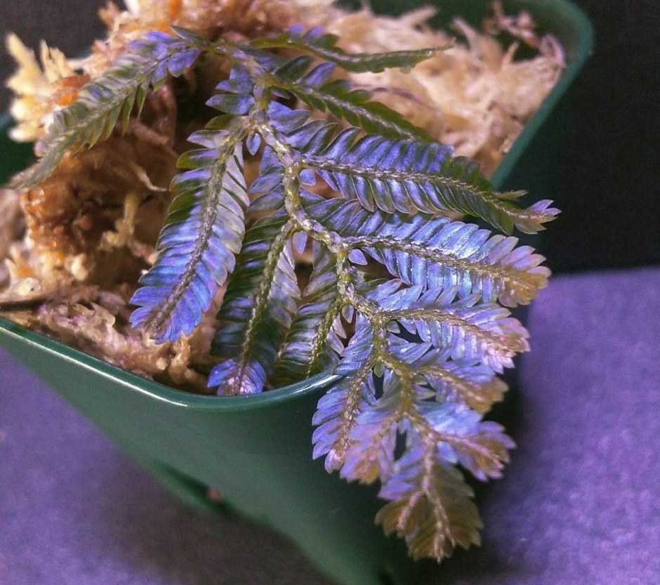 Selaginella sp. “Gold&Blue purple” セラギネラ