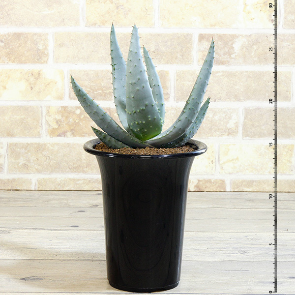 新品 大株 アロエ レイツィー 4号 6 Pr Aloe Reitzii ライツィー レア 多肉植物 の落札情報詳細 ヤフオク落札価格情報 オークフリー スマートフォン版 新品 大株 アロエ レイツィー 4号 6 Pr Aloe Reitzii ライツィー レア 多肉植物 の落札情報詳細 ヤフオク落札価格情報 オークフリー スマートフォン版