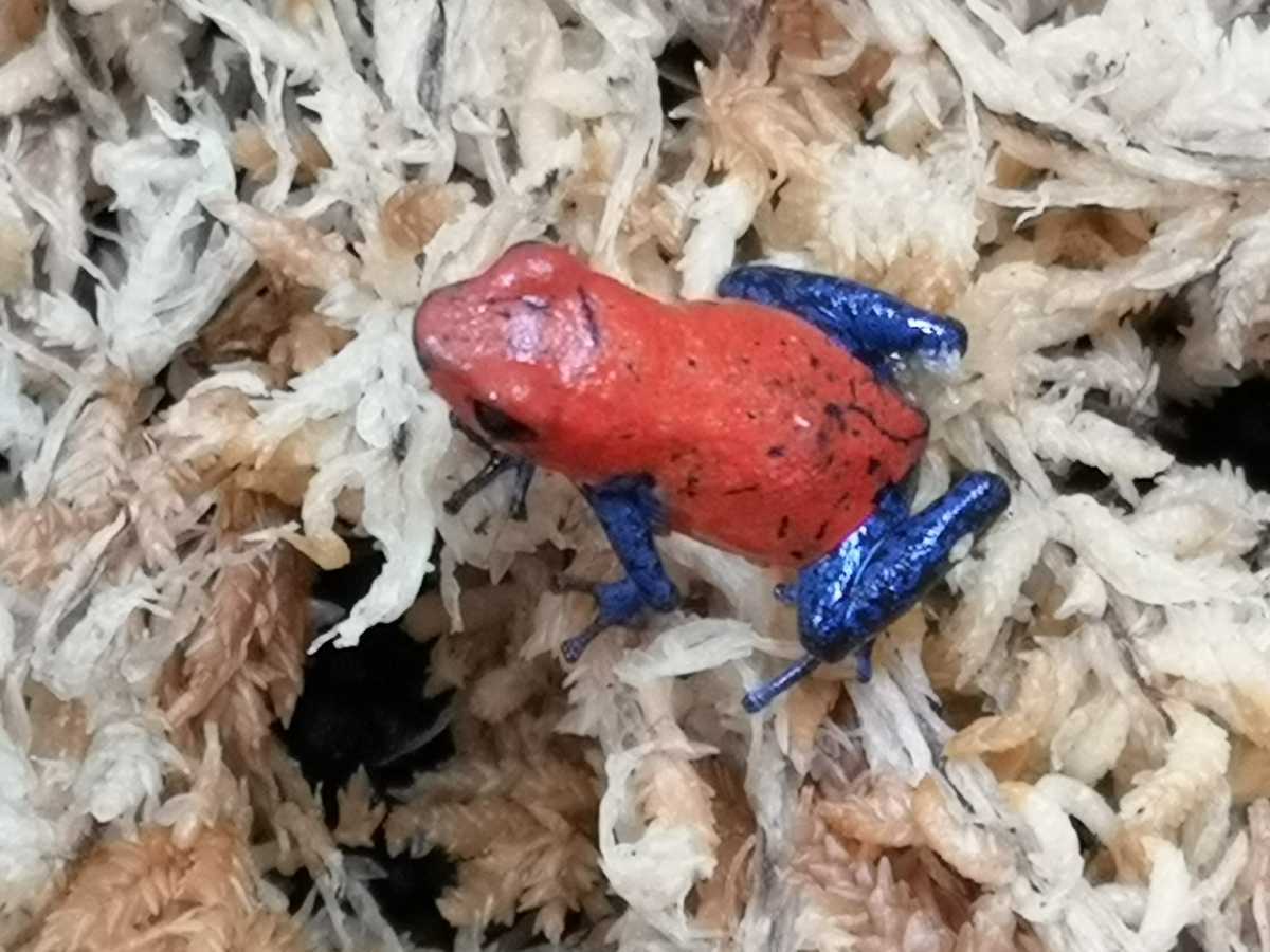イチゴヤドクガエル ブルージーン 3匹セット①
