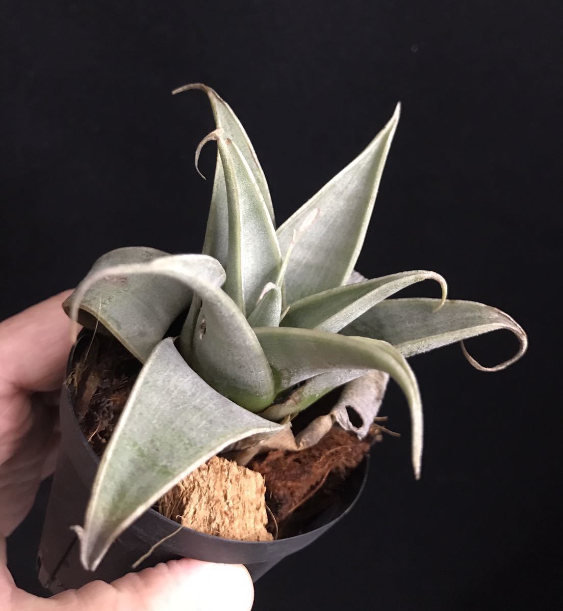Stigmatodon harrylutheri スティグマトドン ハリールーサリー
