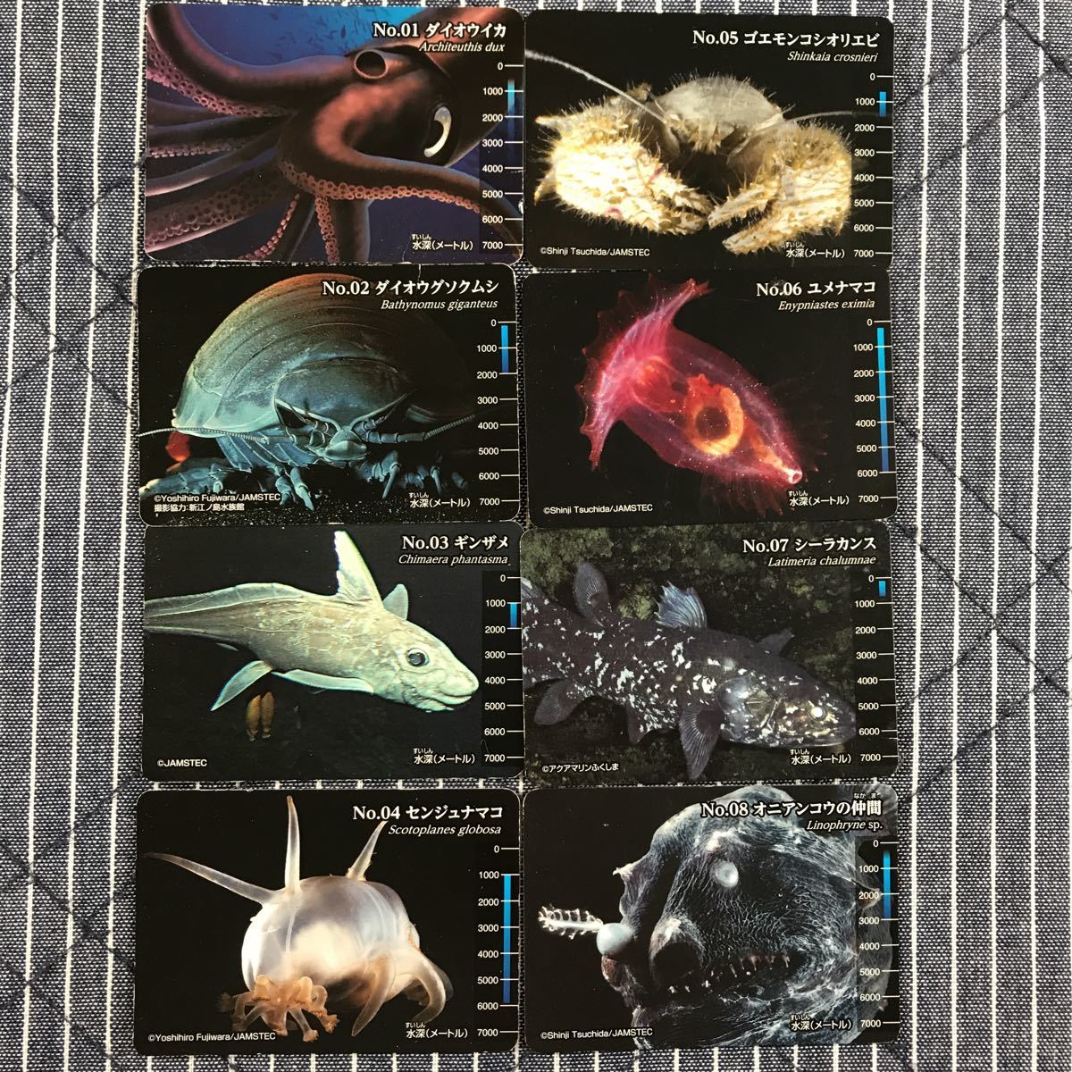 即決有明治 生物図鑑グミ深海生物編 42枚セット ダイオウイカ