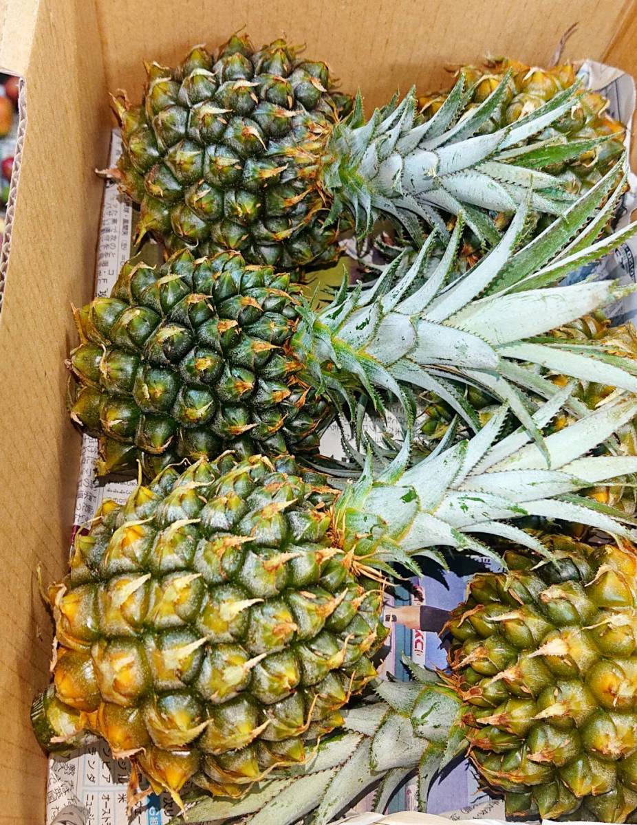 新品 絶対美味しい 沖縄産スナックパイン４玉 大好評の 屋我地島産 の落札情報詳細 ヤフオク落札価格情報 オークフリー スマートフォン版