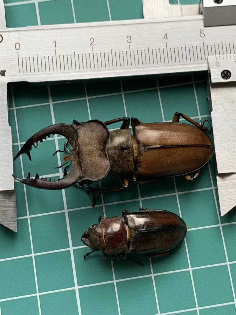 【標本】希少ルディヴィナミヤマクワガタ　39.1ミリ　中国産　野外品 m78265510629_1.jpg?1716107419