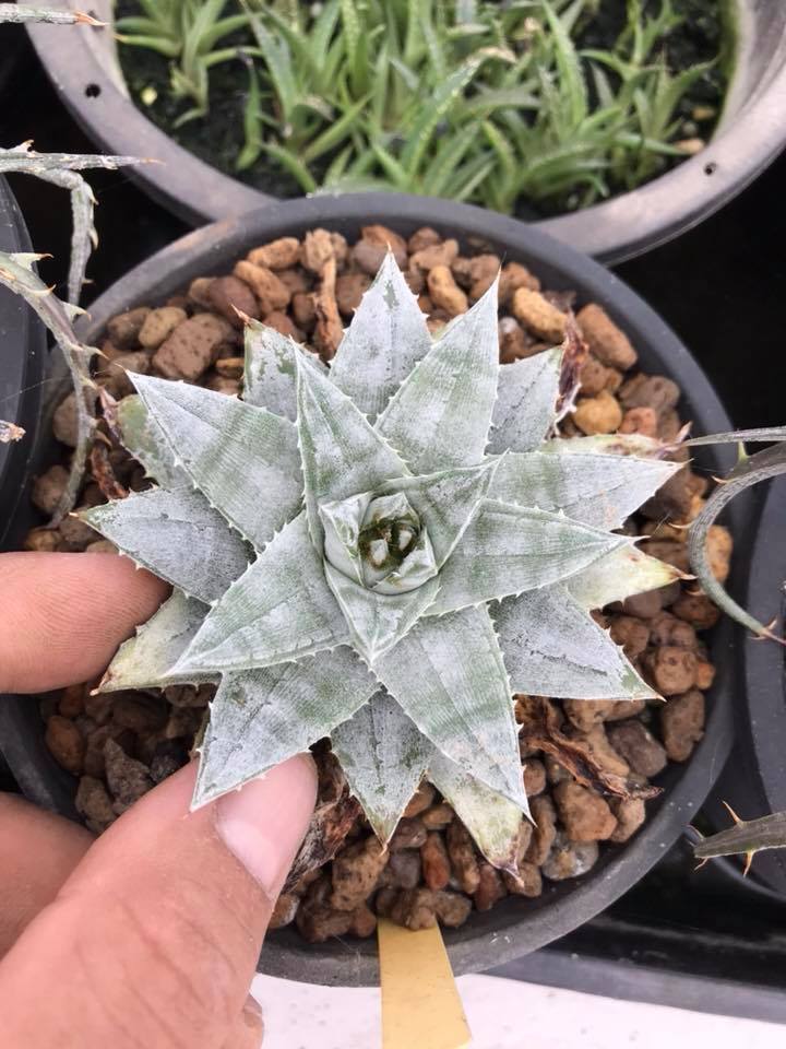 新品】ディッキア ☆ Dyckia Zebra ☆ Bill Baker Hybridの落札情報