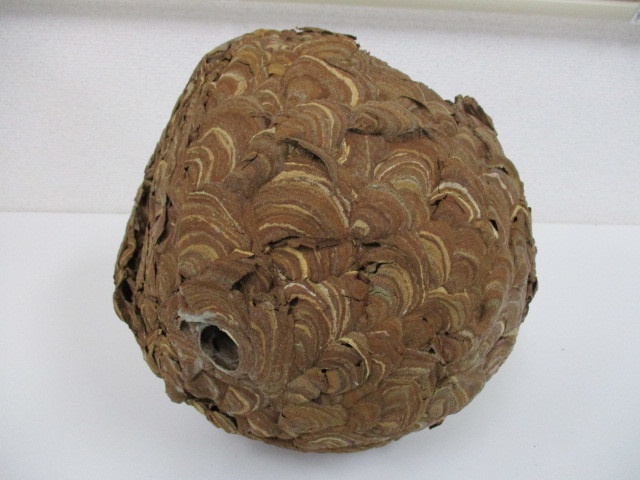 蜂の巣 はちの巣 スズメバチ 置物 飾り 魔除け 縁起物 長期保管品 激安