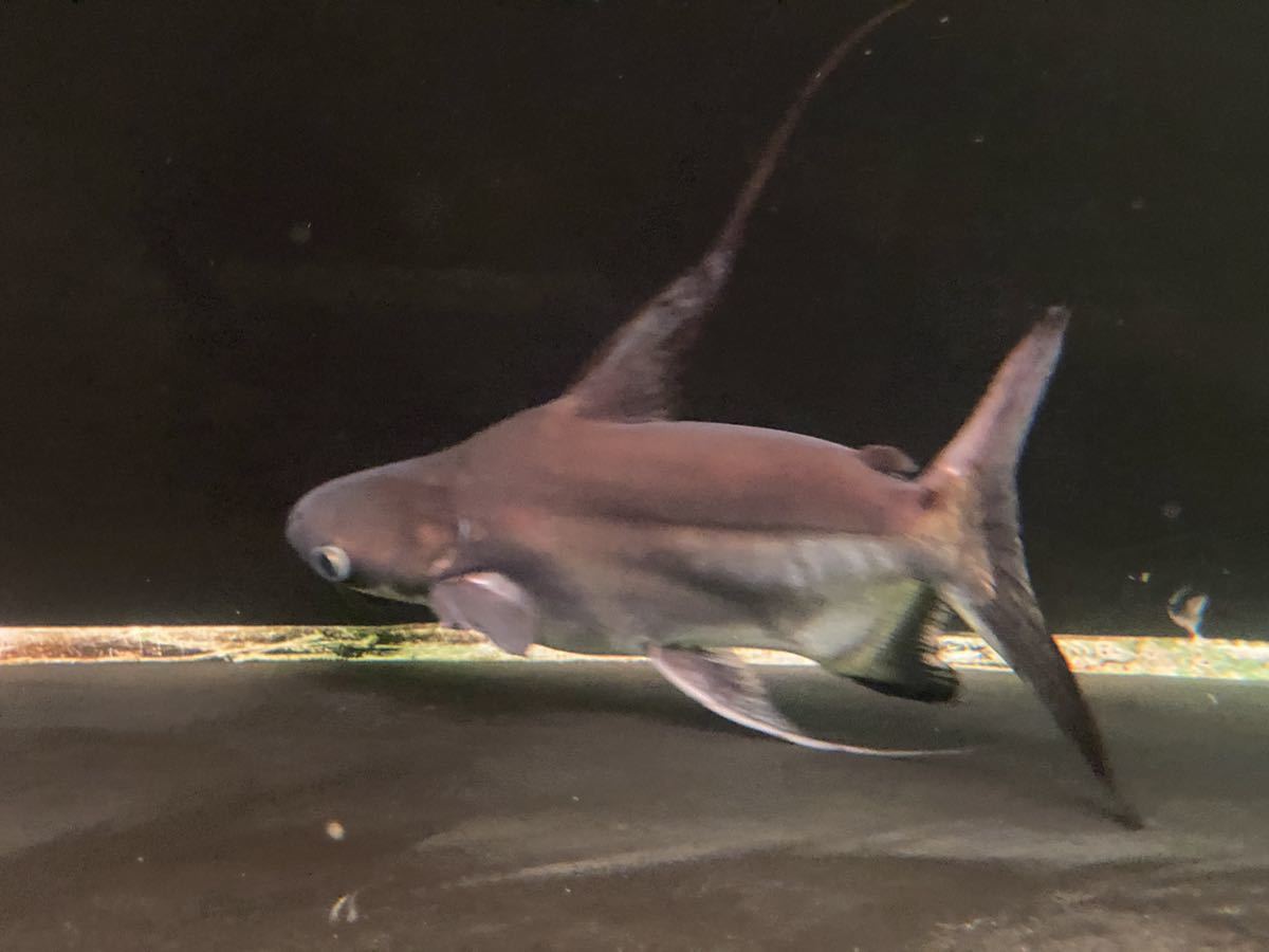 パールムセミショートボディー32cm 飼い込み個体 サメのようなフォルムのナマズ の落札情報詳細 ヤフオク落札価格情報 オークフリー スマートフォン版