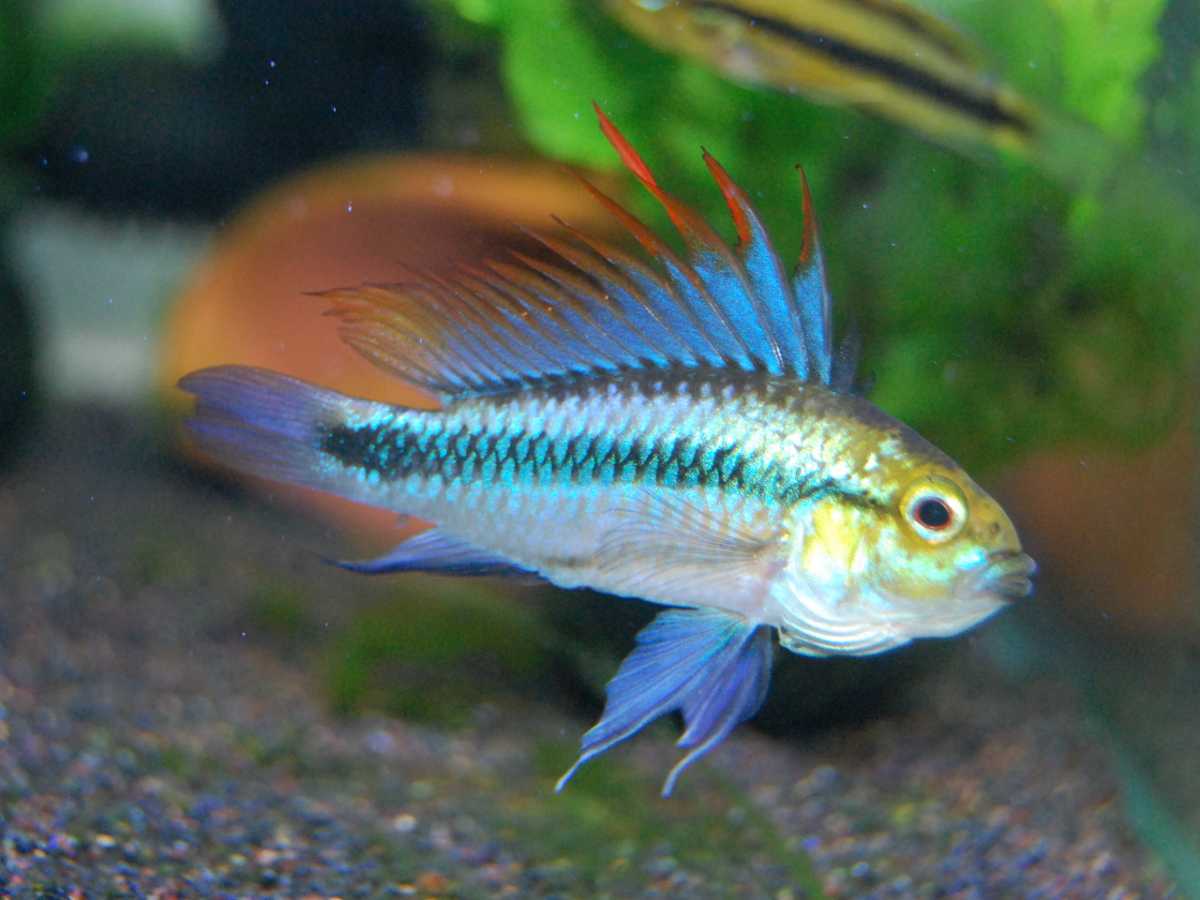 アピストグラマ・トリファスキアータ 稚魚5匹の落札情報詳細 - Yahoo