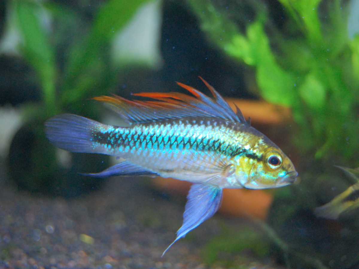 アピストグラマ・トリファスキアータ 稚魚5匹の落札情報詳細 - Yahoo