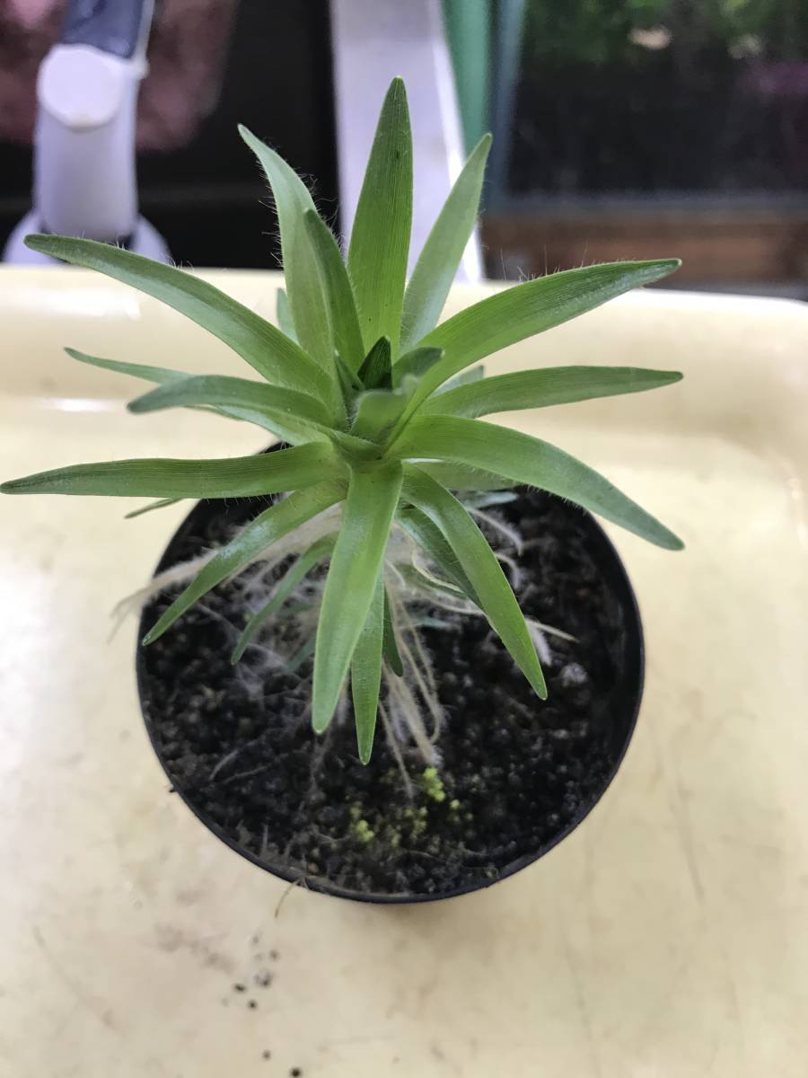 超激得，新作登場 ☆ 極珍種！美種！ ホシクサspパエパランツ