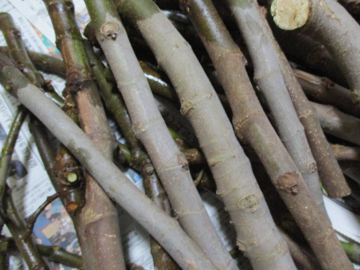 イチジク 無花果 桝井ドーフィン 剪定枝 挿し木 苗木 大量まとめて あと２回３回くらい発送できます2 の落札情報詳細 ヤフオク落札価格情報 オークフリー スマートフォン版