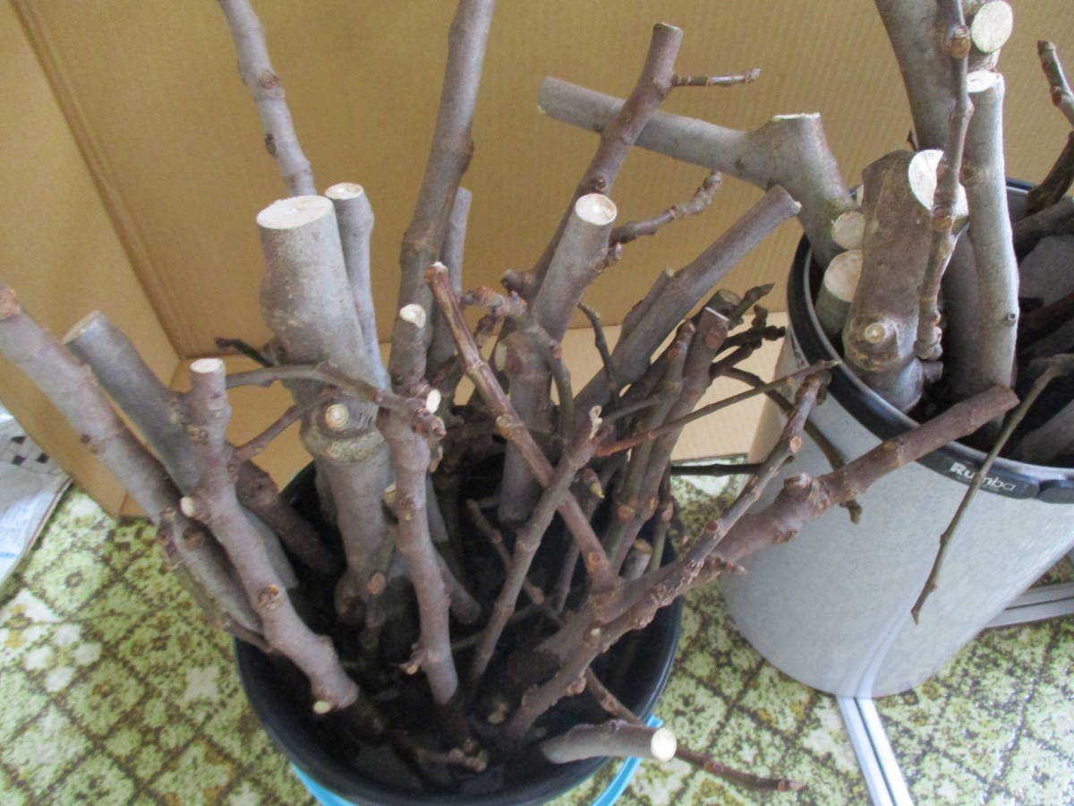 イチジク 無花果 桝井ドーフィン 剪定枝 挿し木 苗木 大量まとめて あと２回３回くらい発送できます2 の落札情報詳細 ヤフオク落札価格情報 オークフリー スマートフォン版