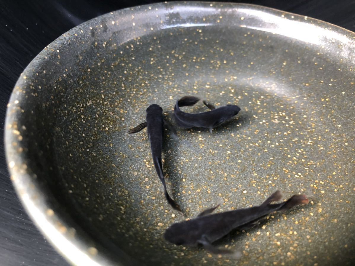 新品 メダカ 卵 オロチ ヒレナガ レッドテールメダカ メダカ有精卵15 5 丸真めだか の落札情報詳細 ヤフオク落札価格情報 オークフリー スマートフォン版