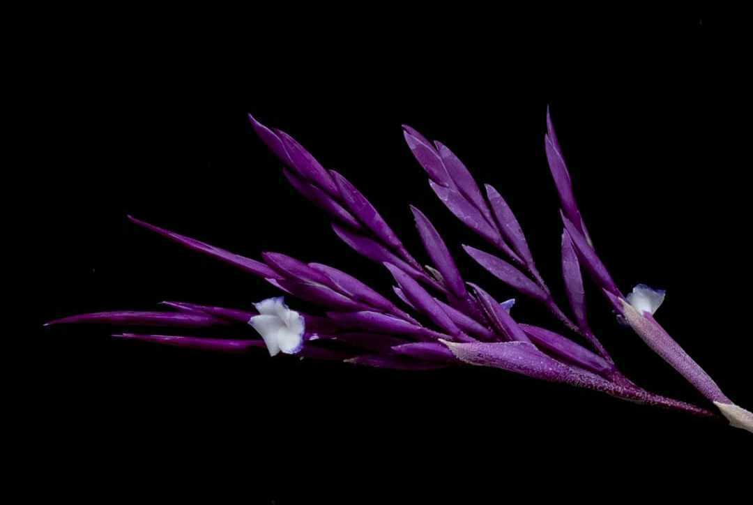 Tillandsia straminea 'Deep Purple' ティランジア ストラミネア