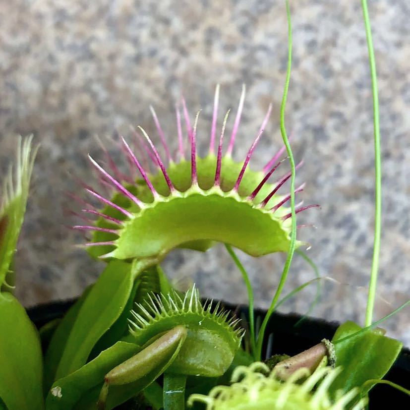 ハエトリソウ GJ Phalanx /// Dionaea 園芸品種 食虫植物 ディオネアの