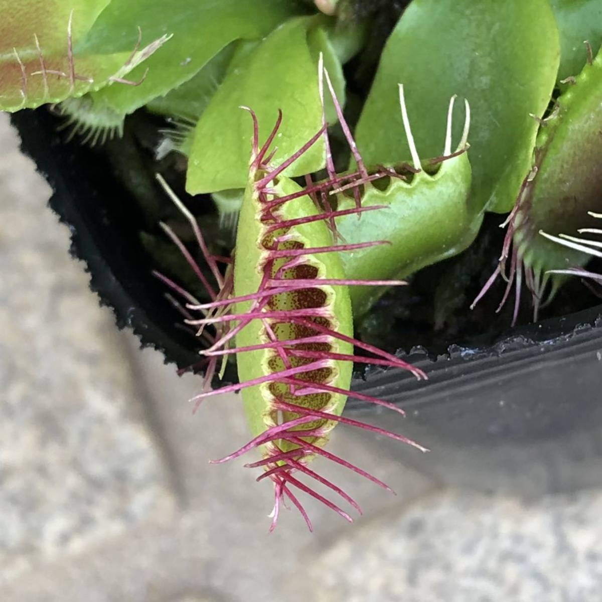 ハエトリソウ GJ Phalanx /// Dionaea 園芸品種 食虫植物 ディオネアの