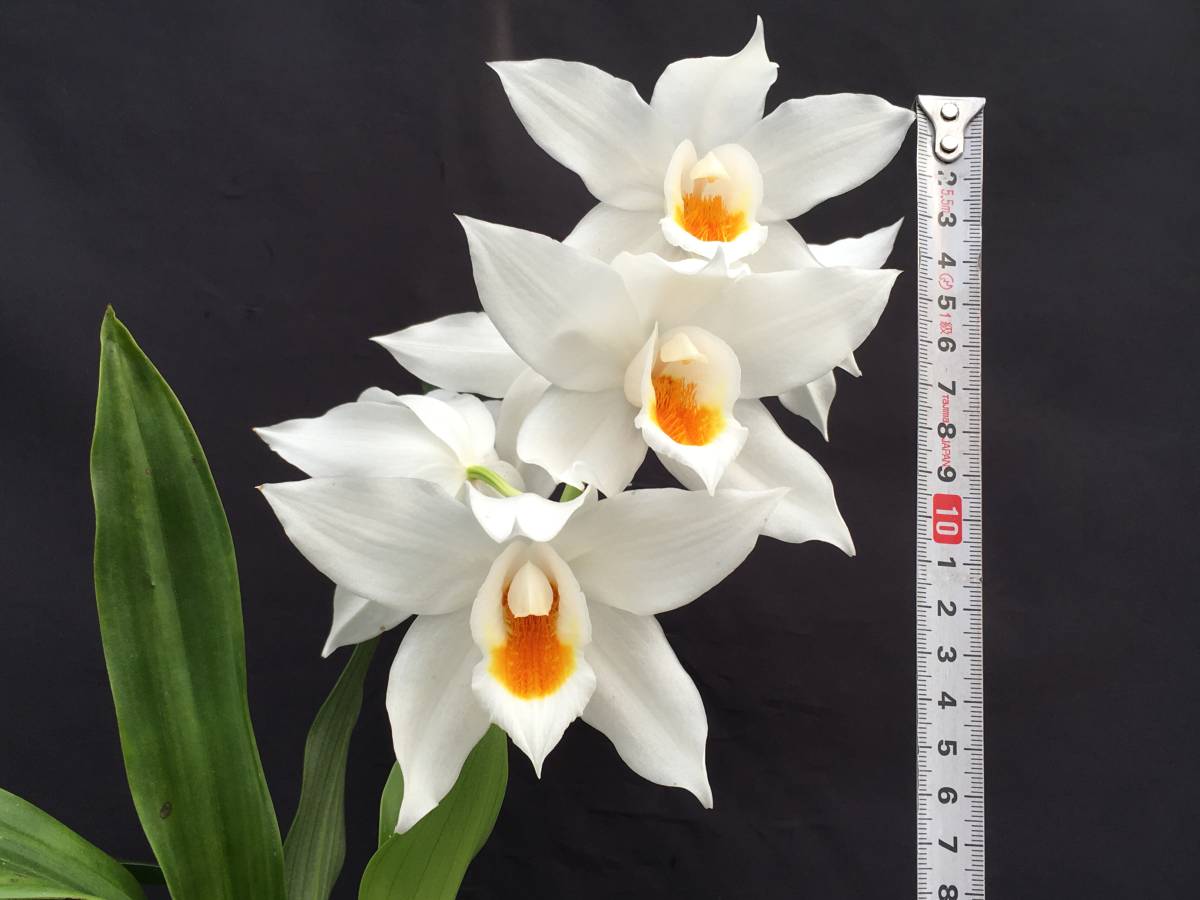 新品 洋蘭 原種 セロジネ属 Coel Mooreana Brockhurst セロジネの女王 Ns10 超の巨大輪 オリジナル分け株 花芽付 第四種郵便送料498円 の落札情報詳細 ヤフオク落札価格情報 オークフリー スマートフォン版