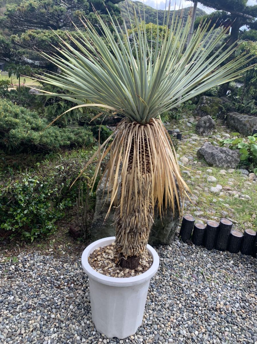 ワイルド 大 1m35 太 ユッカ ロストラータ 耐寒性 18度 ドライガーデン 地植え シンボルツリー Yucca ガーデニング ユッカロストラータ の落札情報詳細 ヤフオク落札価格情報 オークフリー スマートフォン版