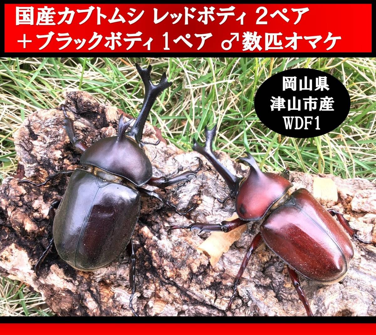 福島県天然オオクワガタ持ち腹WF1
