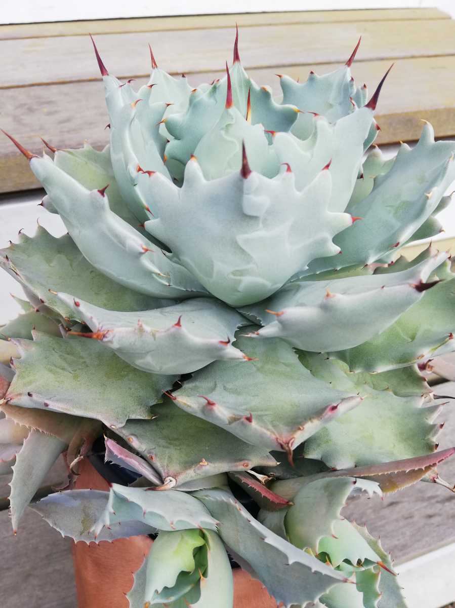 アガベチタノタホワイトアイスカキコ観葉植物 アガベイシスメンシス カキコ