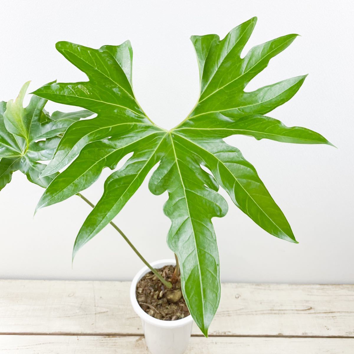 Anthurium pedatum アンスリウムペダツム（I finally found the