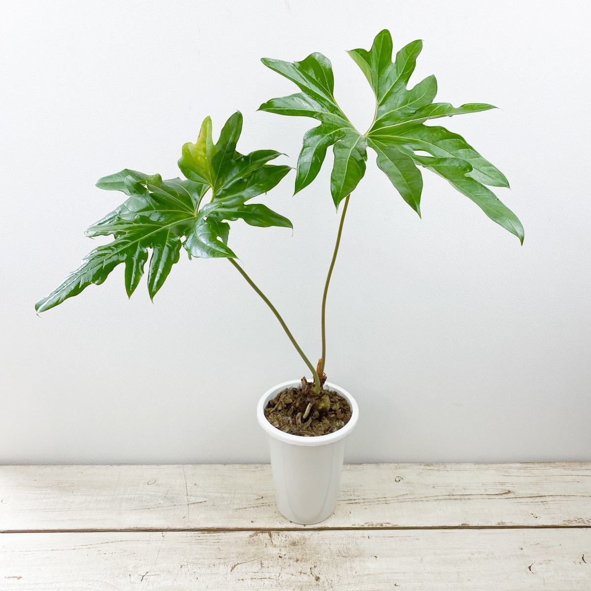 121 pedatum ペダタム アンスリウム Anthurium Anthurium pedatum