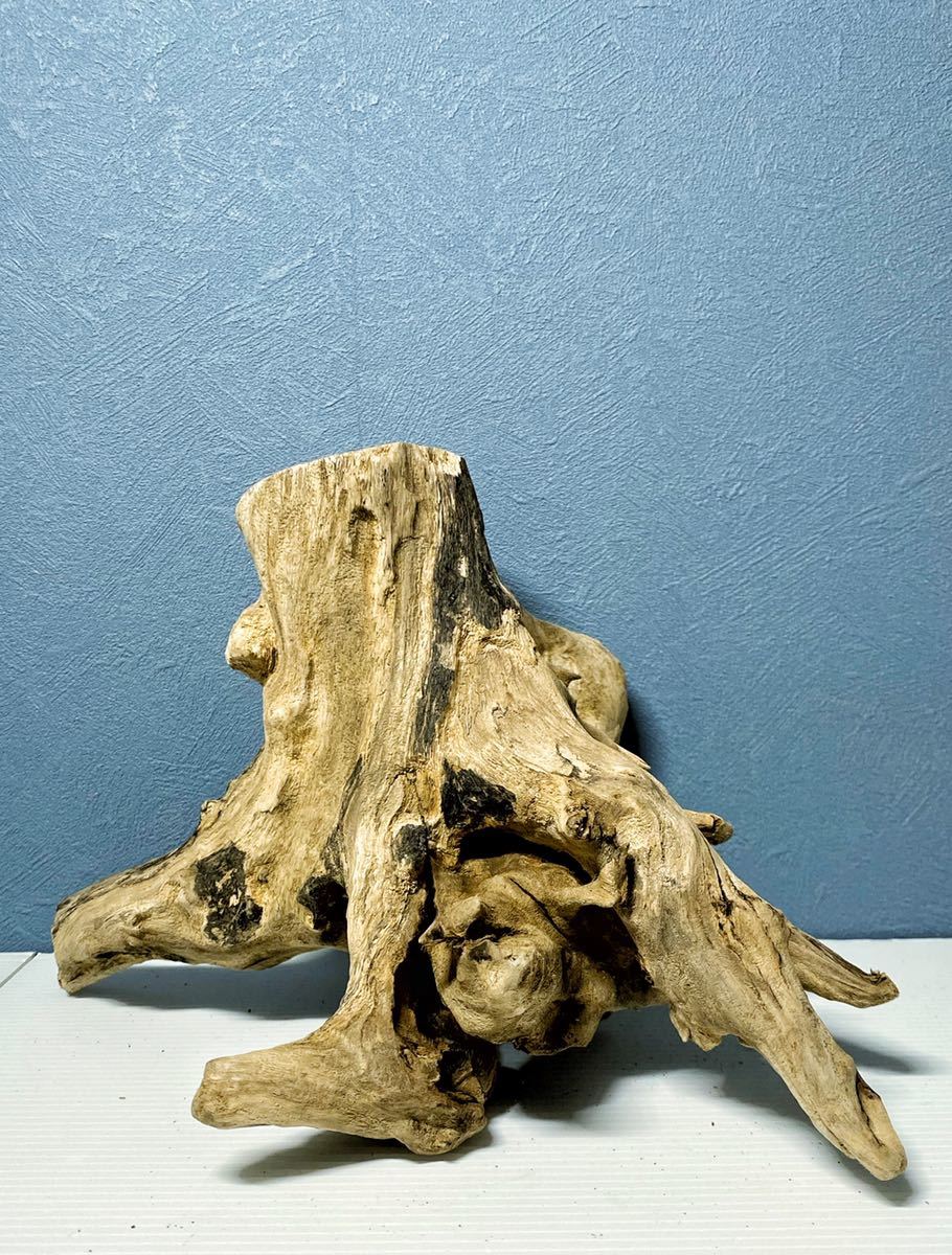 おすすめ ソネケミファ ホローウッド アクアリウム 株流木 レイアウト水槽 根株流木 魚用品 水草 ペット用品 8 352 Laeknavaktin Is