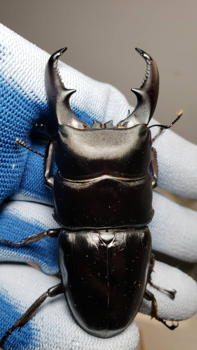 あかがね血統 国産ヒラタクワガタ ペア あかがね血統 国産ヒラタクワガタ ペア