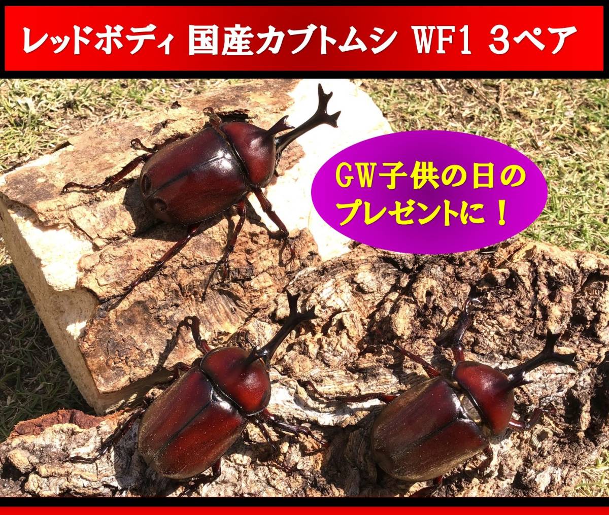 新品 Gw企画 子供の日 レッドボディ 国産カブトムシ 成虫 3ペア Wf1 岡山県津山市産 ｄｈヘラクレス ネプチューンオオカブト 等カブト好きに の落札情報詳細 ヤフオク落札価格情報 オークフリー スマートフォン版