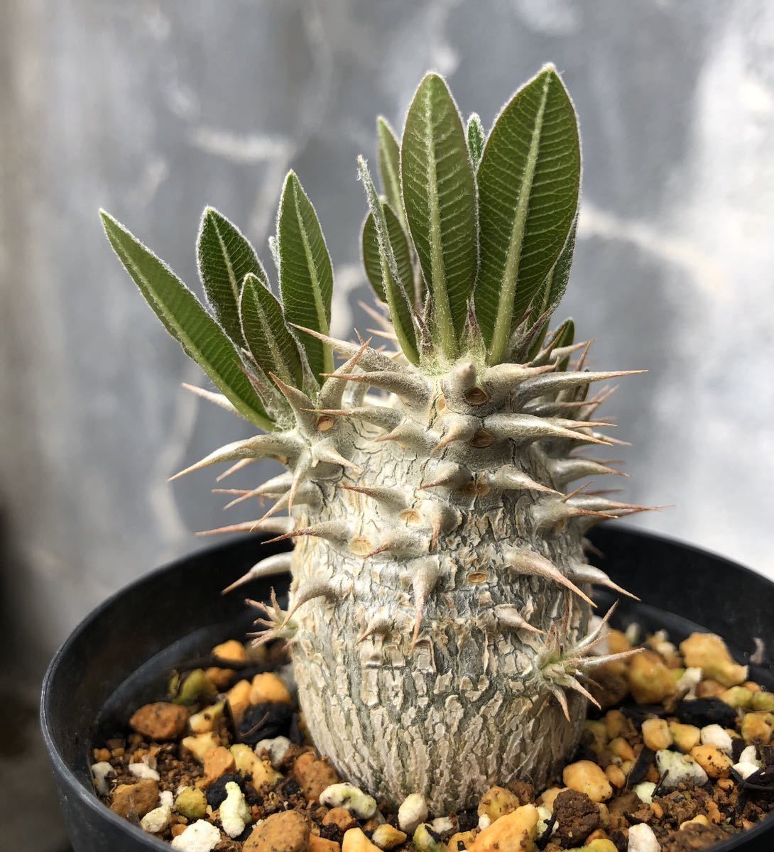 パキポディウム hybrid 恵比寿大黒×輸入初期マカイエンセ 実生 開花