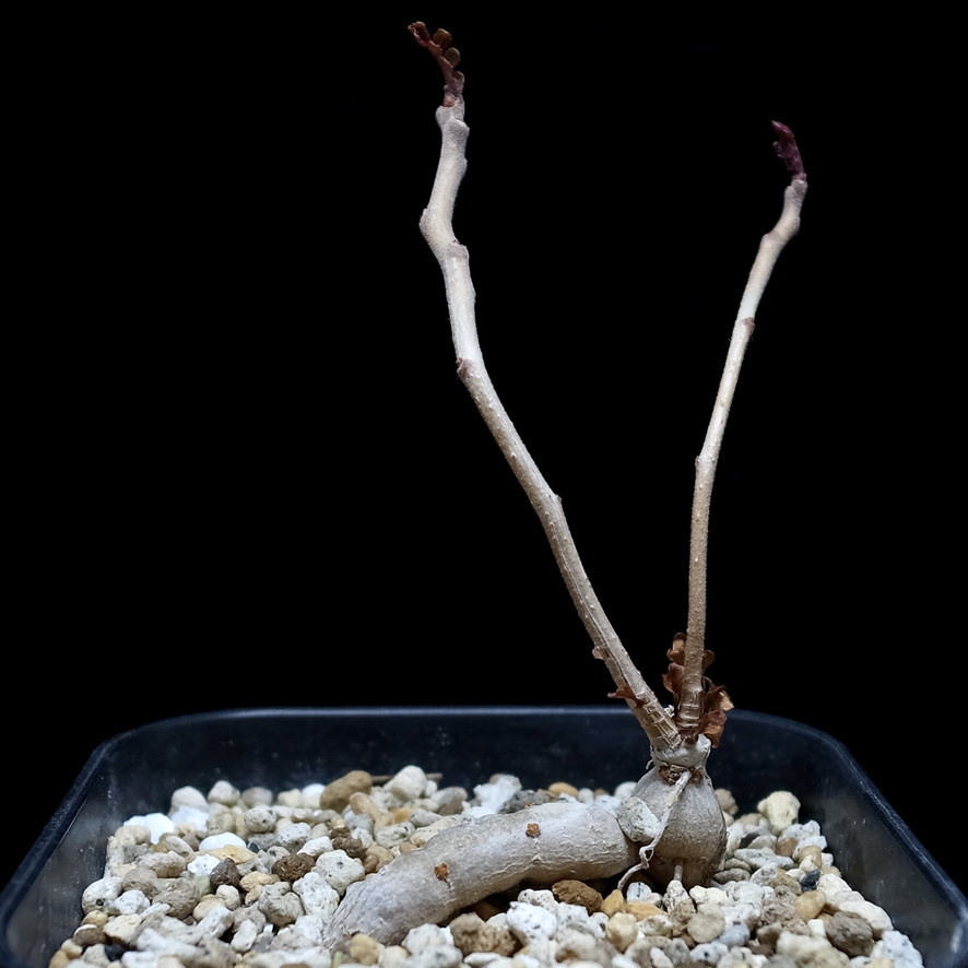 セラスフルレア Www Quaseperfeitaitb Com Br