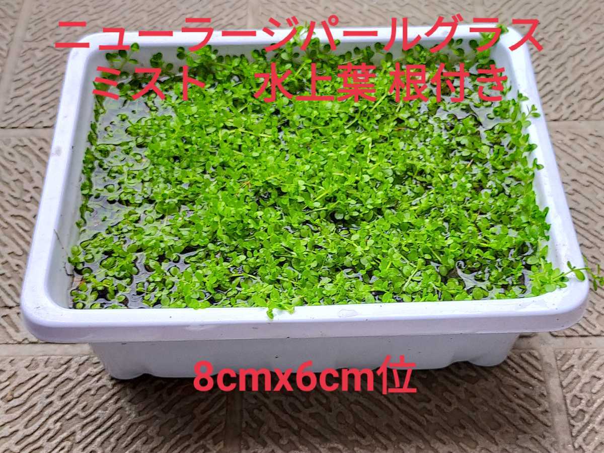 ニューラージパールグラス ミスト 水上葉 根付き 8cmx6cm位 の落札情報詳細 ヤフオク落札価格情報 オークフリー スマートフォン版