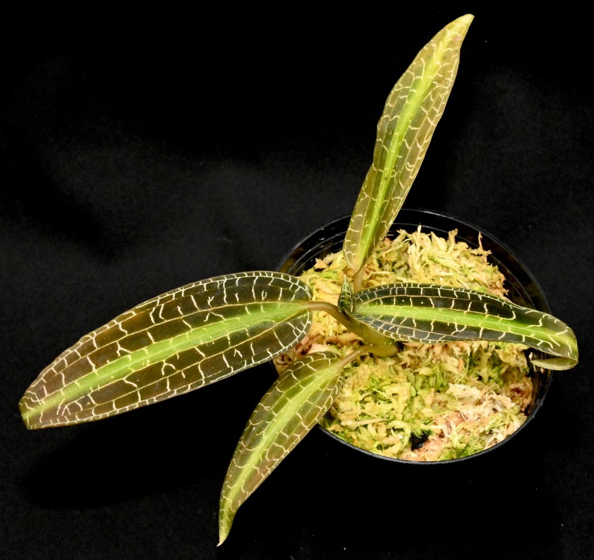 ジュエルオーキッド グッディエラ マリポエンシス 新品】洋蘭